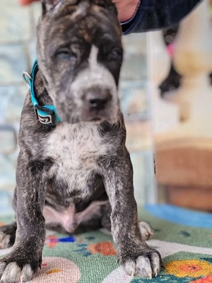 Cane corso disponibile  - imagine 2