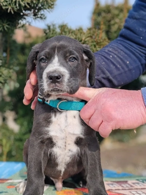Cane corso disponibile  - imagine 5