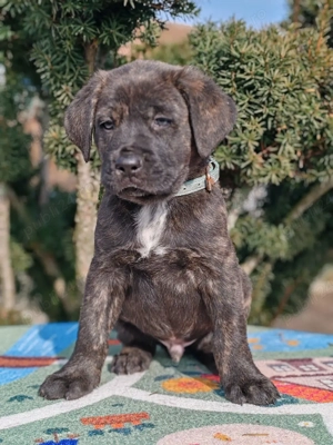 Cane corso disponibile  - imagine 4