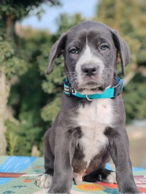 Cane corso disponibile  - imagine 3