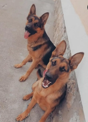 De vânzare pui ciobanesc german  1 femela  - imagine 5