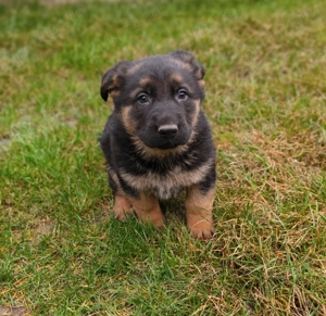 De vânzare pui ciobanesc german  1 femela  - imagine 4