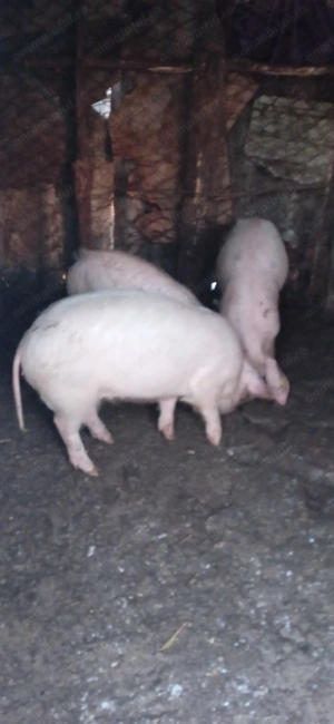 Vând porci rasa Londra cu marele alb 