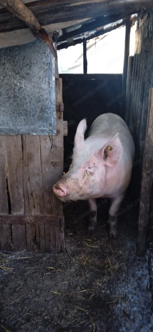 Vând porci mari și mici  