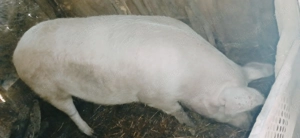 Vând porci mari și mici   - imagine 4