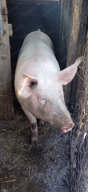 Vând porci mari și mici   - imagine 2