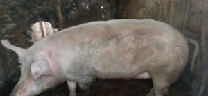 Vând porci mari și mici   - imagine 3