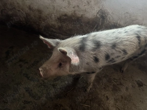 Disponibilă scroafa 