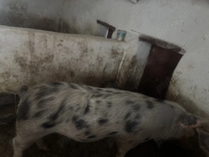 Disponibilă scroafa  - imagine 3