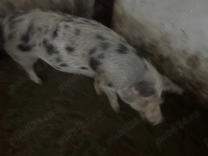 Disponibilă scroafa  - imagine 2