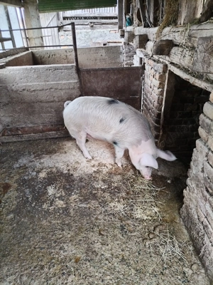 Vând 1 grăsun, 120-130 kg, rasa Duroc și Marele Alb