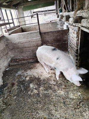 Vând 1 grăsun, 120-130 kg, rasa Duroc și Marele Alb - imagine 3