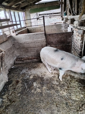 Vând 1 grăsun, 120-130 kg, rasa Duroc și Marele Alb - imagine 2