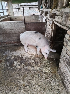 Vând 1 grăsun, 120-130 kg, rasa Duroc și Marele Alb - imagine 4