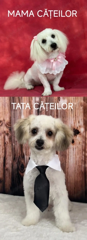 Căței bishon  - imagine 3