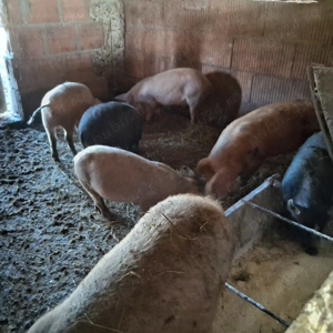 Sodani de vanzare - imagine 4