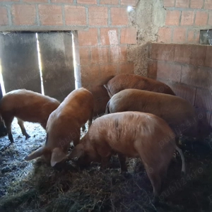 Sodani de vanzare - imagine 5