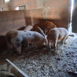 Sodani de vanzare - imagine 2