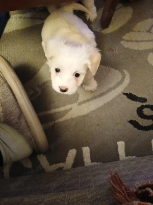 Catelus dragi si iubitori  - imagine 5