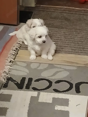 Catelus dragi si iubitori  - imagine 2