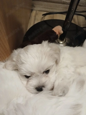 Catelus dragi si iubitori  - imagine 3