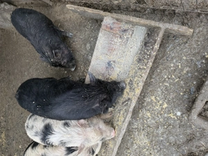 Vieri vietnamezi  - imagine 2