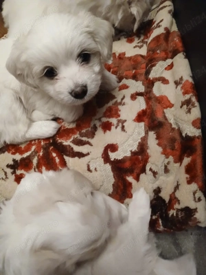 Catelus dragi si iubitori  - imagine 4