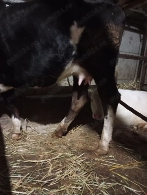 Vând junică foarte cuminte și  - imagine 5