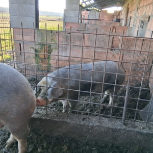 Porci de vanzare  - imagine 3