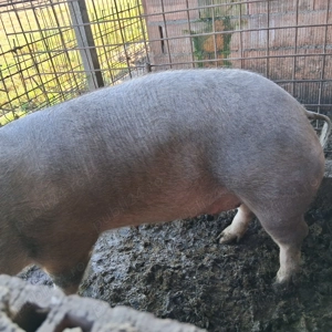 Porci de vanzare  - imagine 2