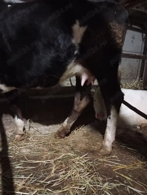 Vând junică foarte cuminte și  - imagine 4