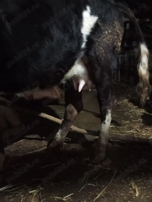 Vând junică foarte cuminte și  - imagine 2