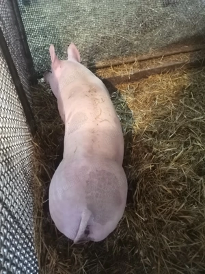     2 Scrofite de reproducere!  - imagine 2