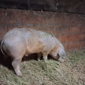 Porci de vanzare  - imagine 4