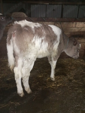 Vitei foarte frumoși  - imagine 5