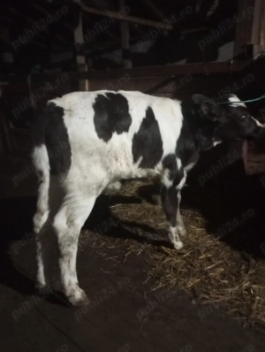 Vitei foarte frumoși  - imagine 2