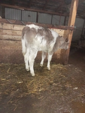 Vitei foarte frumoși  - imagine 4