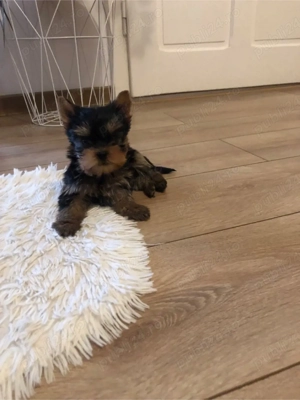 yorksire terrier - imagine 3