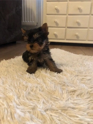 yorksire terrier - imagine 2