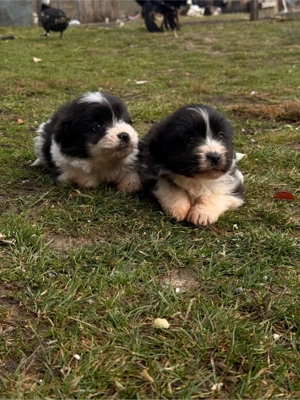 pui metis bichon - imagine 3