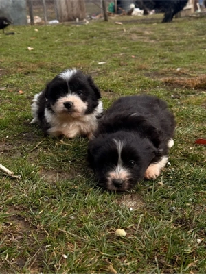 pui metis bichon - imagine 2