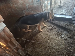 Vand Schimb caine ciobanesc german 