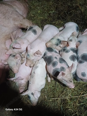 vand scroafa la prima fatare - imagine 3