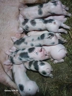 vand scroafa la prima fatare - imagine 4