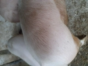 porci tineri de 130-160 kg 10 lei kg