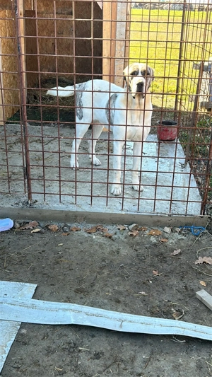 Vând femelă asia centrala 