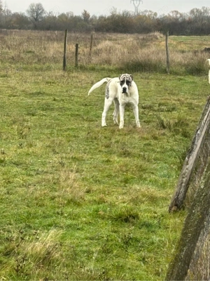 Vând femelă asia centrala  - imagine 2