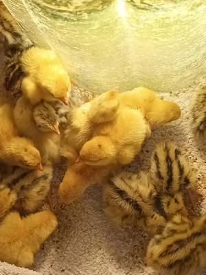 prepelite si oua de vânzare  - imagine 2