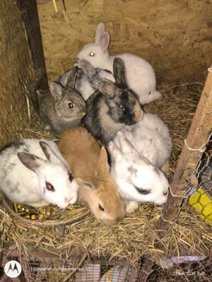 prepelite si oua de vânzare  - imagine 4