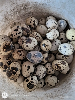 prepelite si oua de vânzare  - imagine 3